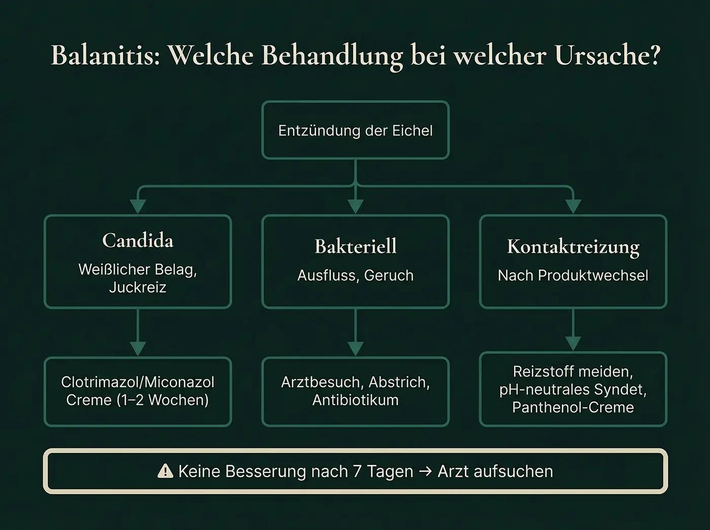 Entscheidungsbaum Balanitis-Behandlung: Candida → Clotrimazol, Bakteriell → Antibiotikum, Kontaktreizung → Syndet; Warnung bei ausbleibender Besserung nach 7 Tagen