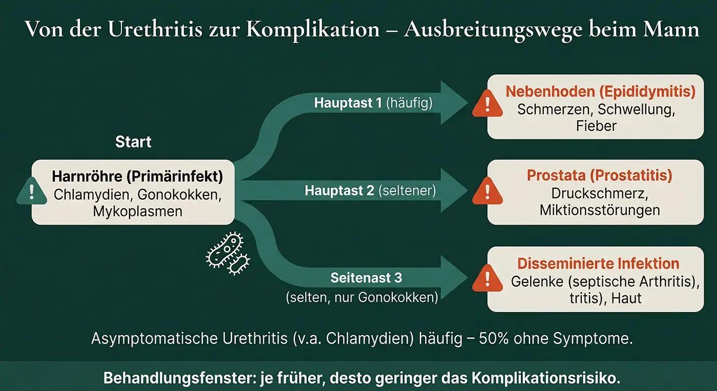 Flussdiagramm 'Urethritis zur Komplikation': Harnröhre (Chlamydien/Gonokokken/Mykoplasmen) → Hauptast Nebenhoden (Epididymitis), → Prostata (Prostatitis), → Seitenast Disseminierte Infektion; Hinweis: 50% asymptomatisch