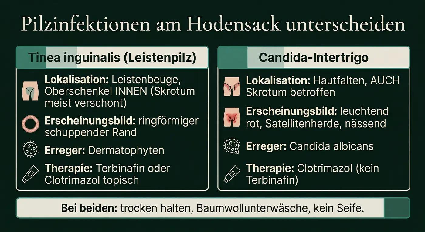 Vergleichsinfografik 'Pilzinfektionen am Hodensack': Tinea inguinalis (Leistenbeuge, ringförmig, Terbinafin) vs. Candida-Intertrigo (Skrotum betroffen, leuchtend rot, Clotrimazol); Hinweis: trocken halten, Baumwollunterwäsche