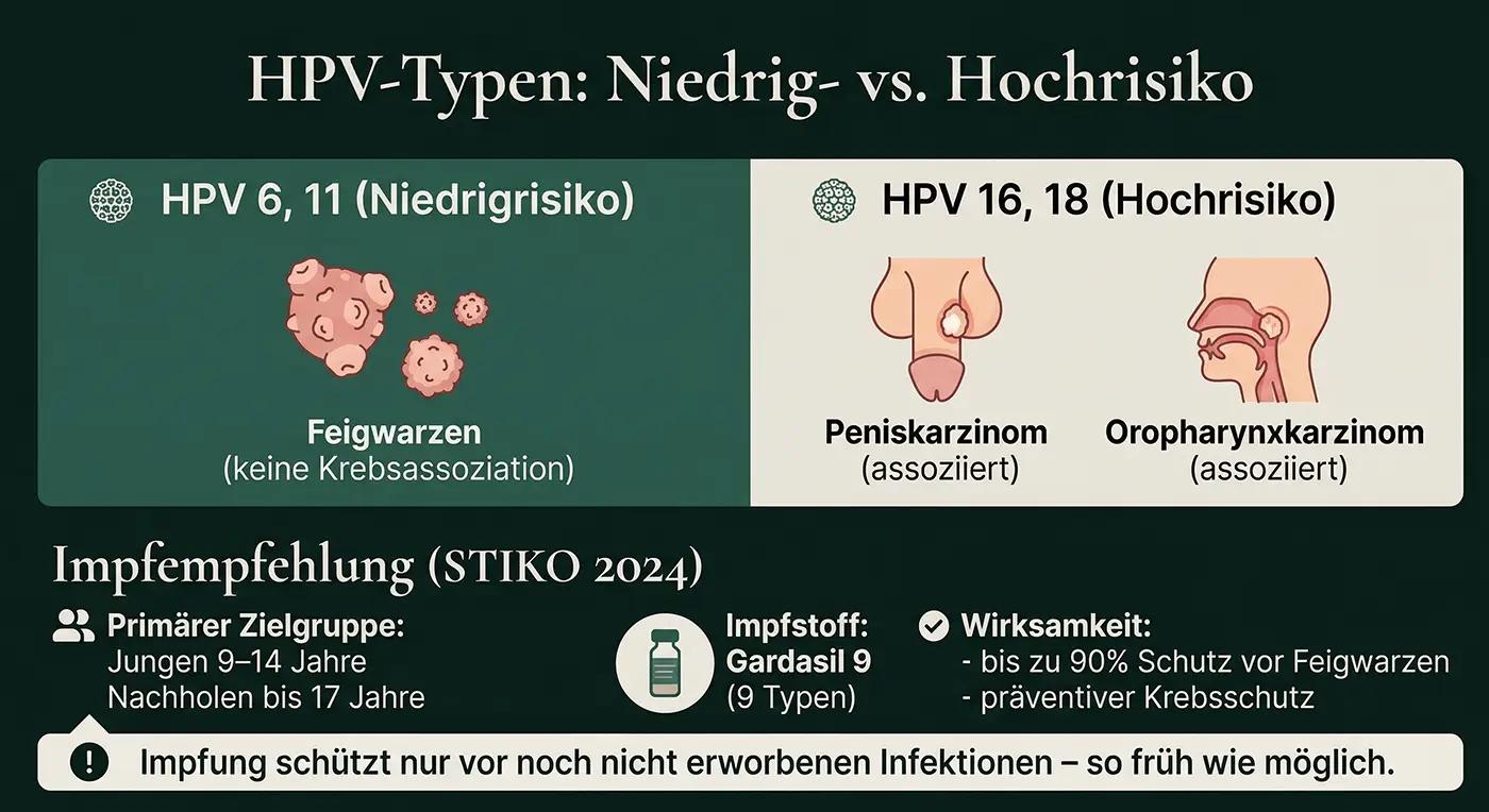Infografik 'HPV-Typen Niedrig- vs. Hochrisiko': HPV 6+11 → Feigwarzen; HPV 16+18 → Peniskarzinom, Oropharynxkarzinom; STIKO-Impfempfehlung 2024: Gardasil 9, Jungen 9–14 Jahre, bis 90% Schutz