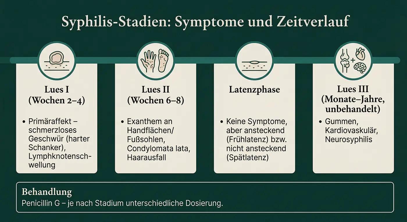 Zeitstrahl Syphilis-Stadien: Lues I (Schanker, Wochen 2–4), Lues II (Exanthem Handflächen/Fußsohlen, Haarausfall), Latenzphase (symptomlos), Lues III (Gummen, kardiovaskulär, Neurosyphilis); Behandlung: Penicillin G